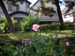 尼崎市・大井戸公園