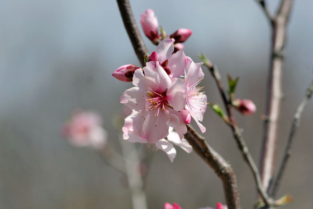 アーモンドの花