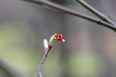 2012年3月25日の何かカエデの花？