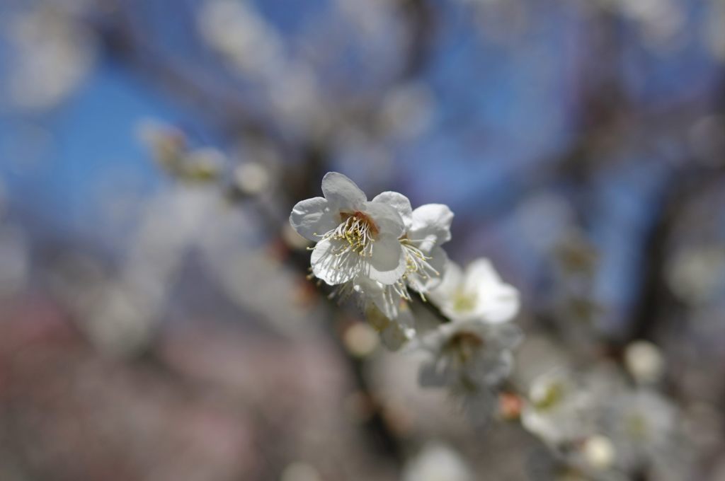 2013年3月　梅