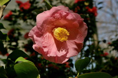 服部緑地・都市緑化植物園