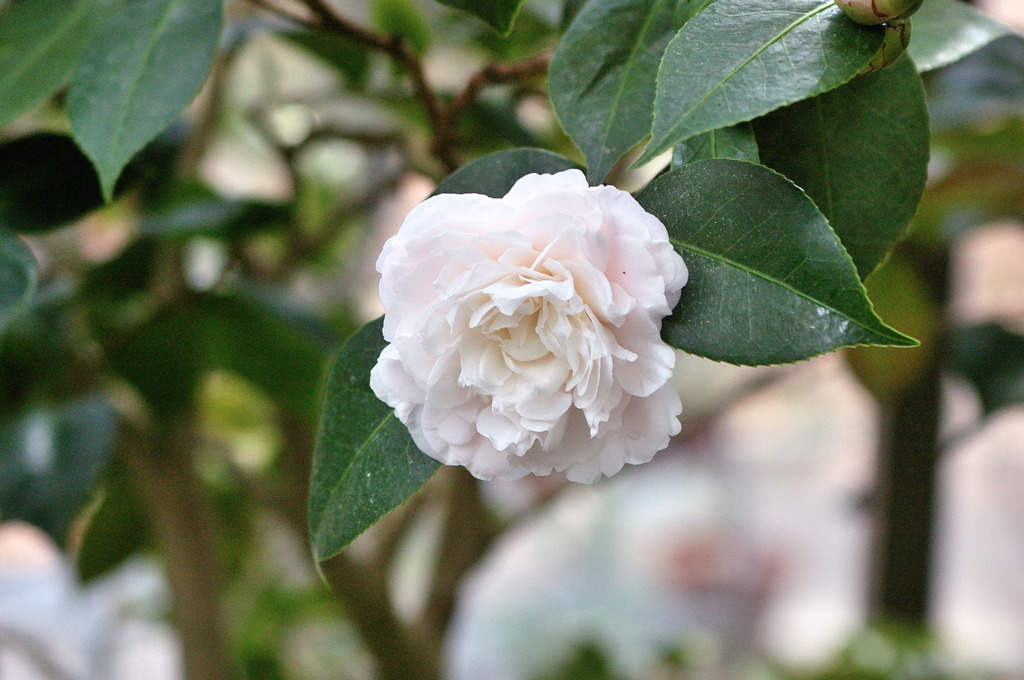 服部緑地・都市緑化植物園