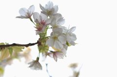 2013年4月　サクラ