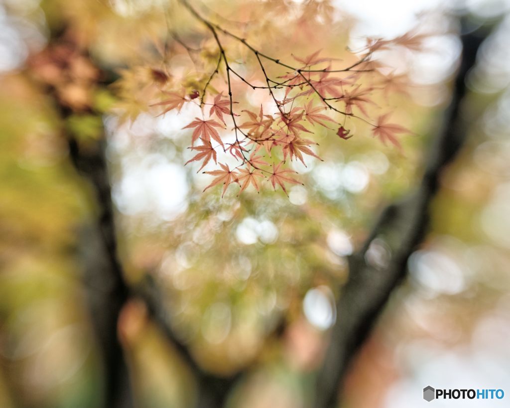 2017年11月　上坂部西公園