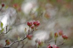 2014年4月　ハナミズキ