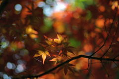 2012年　春モミジ