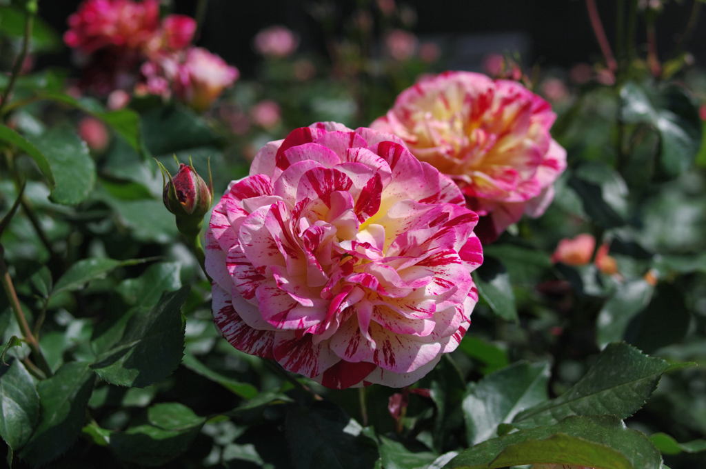 2012年5月　K7でバラ