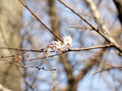 尼崎・上坂部公園