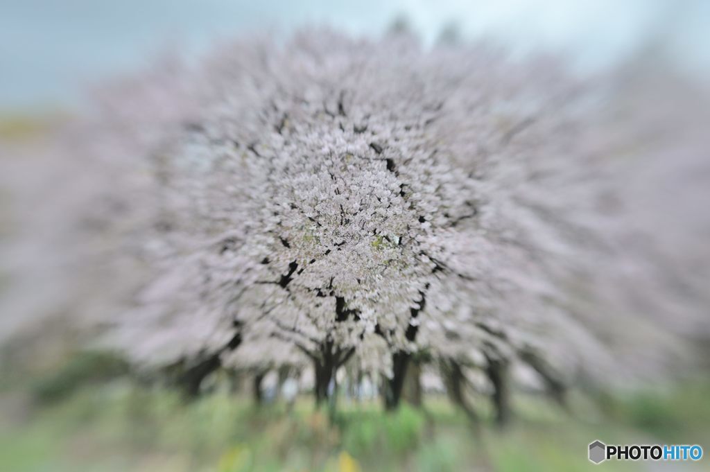 2017年4月　西武庫公園