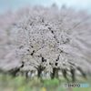 2017年4月　西武庫公園