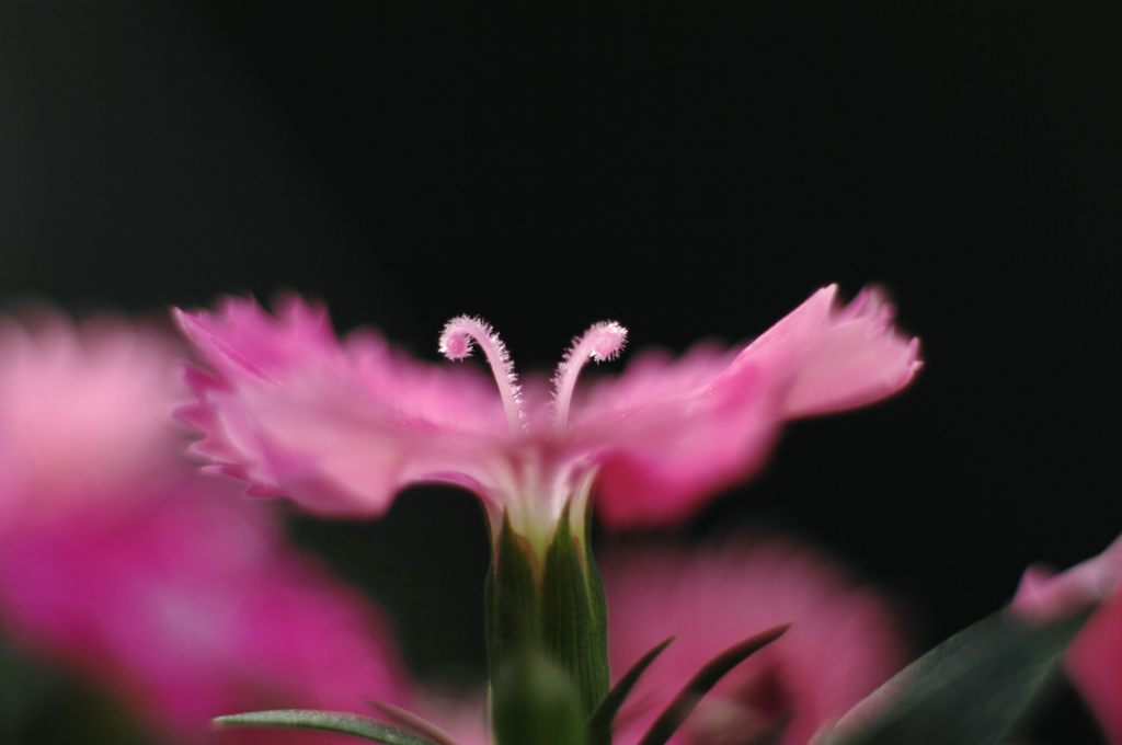 2014年9月　花