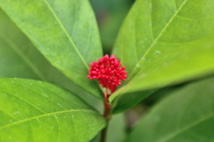 服部緑地・都市緑化植物園