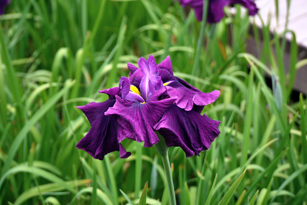 花しょうぶ　G1