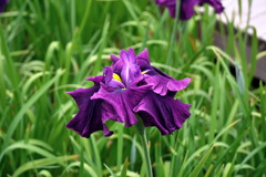 花しょうぶ　G1