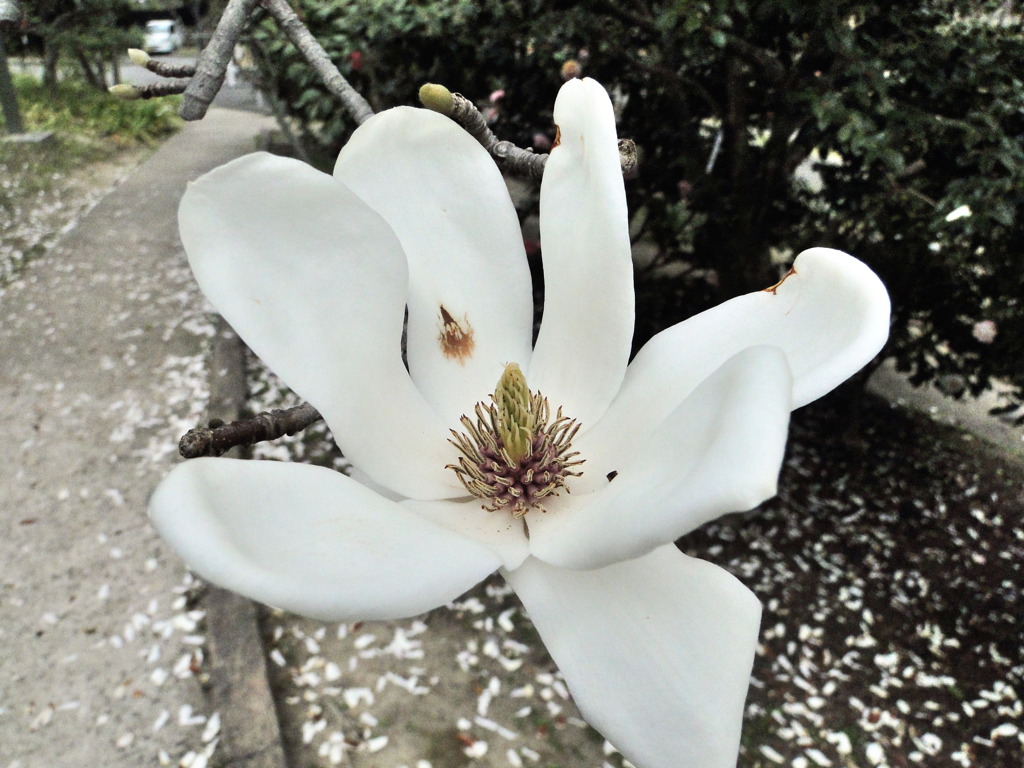 4月2日のシデコブシだったと思う。