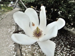 4月2日のシデコブシだったと思う。