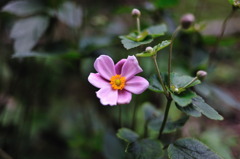 D700　WB自動調整