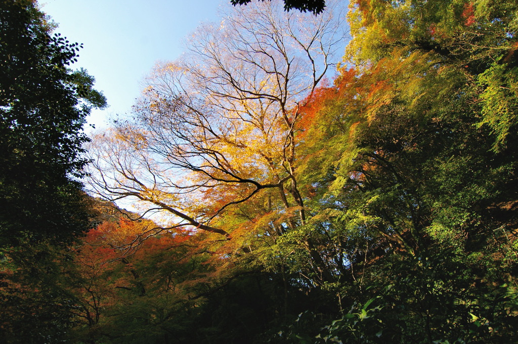 箕面滝道