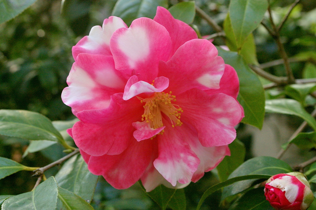 服部緑地・都市緑化植物園