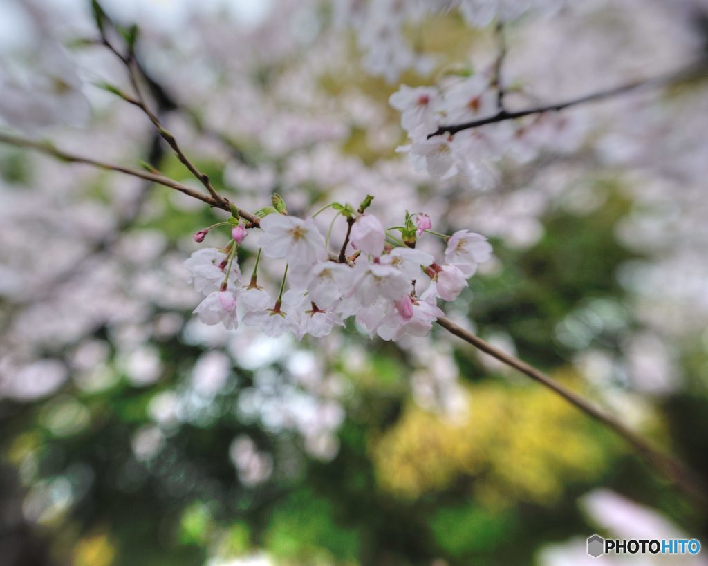 2017年4月　上坂部西公園