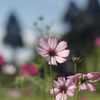 2012年10月　コスモス