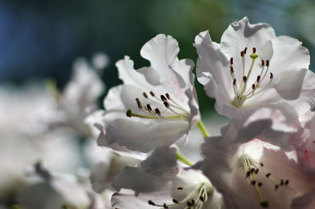 2012年4月　f1.8でシャクナゲ