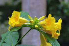 服部緑地・都市緑化植物園