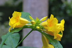 服部緑地・都市緑化植物園