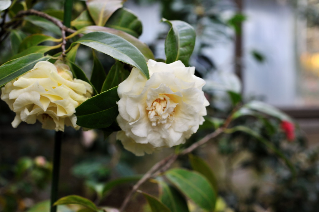 服部緑地・都市緑化植物園