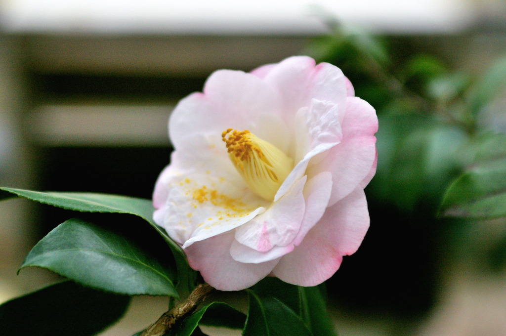 服部緑地・都市緑化植物園