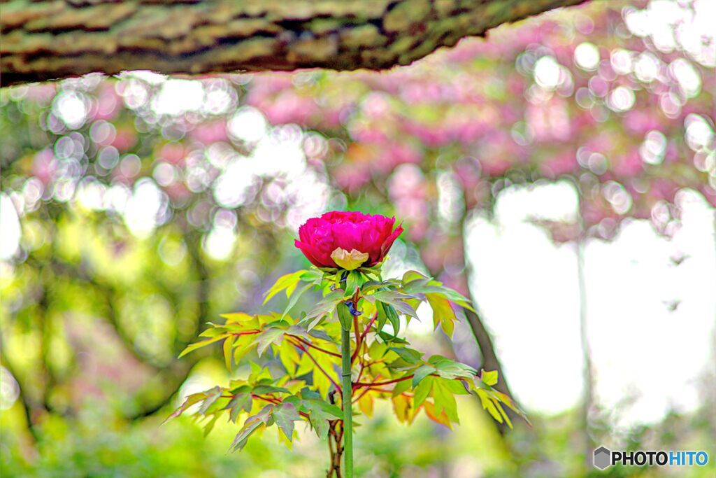 2020年4月　農業公園