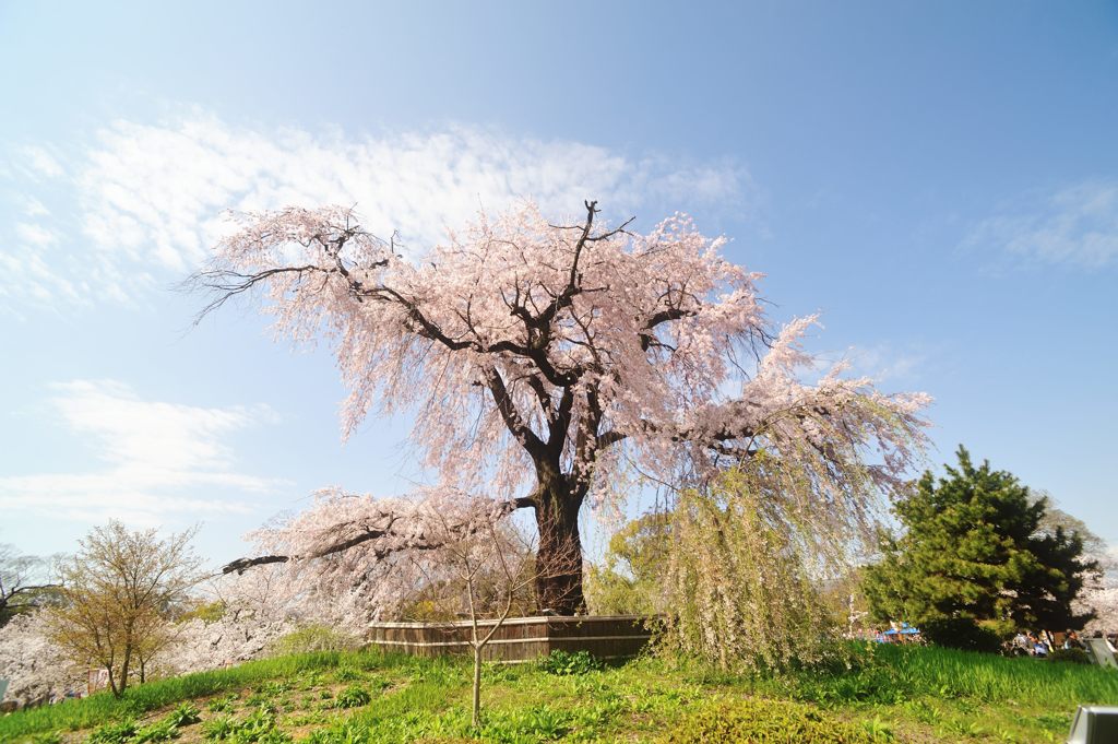 2015年4月　京都・円山公園