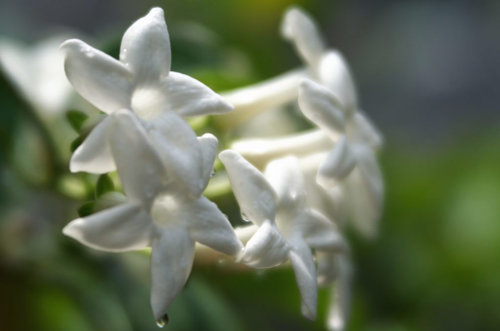 2015年6月　カロライナジャスミン