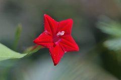 2012年9月　赤い星の花
