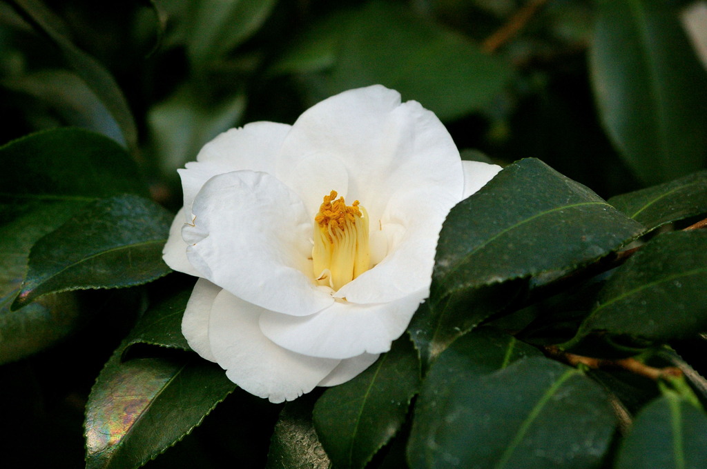 服部緑地・都市緑化植物園