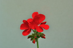 服部緑地・都市緑化植物園