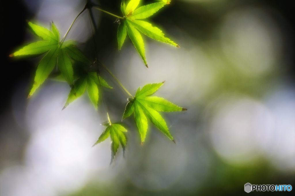 2015年11月　上坂部西公園