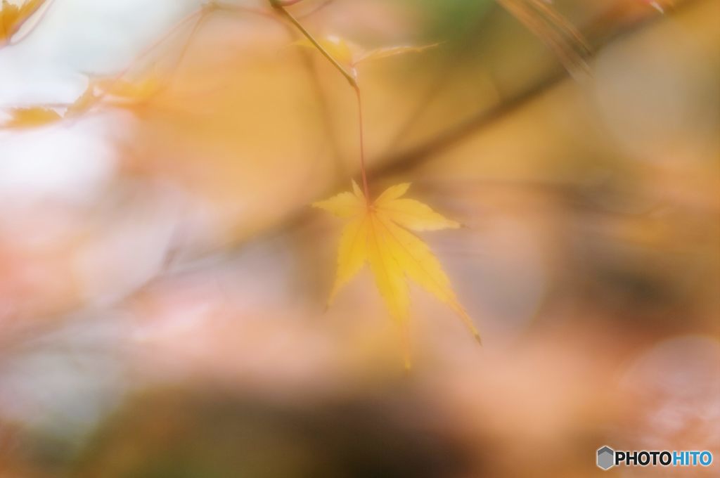 2015年12月　上坂部西公園