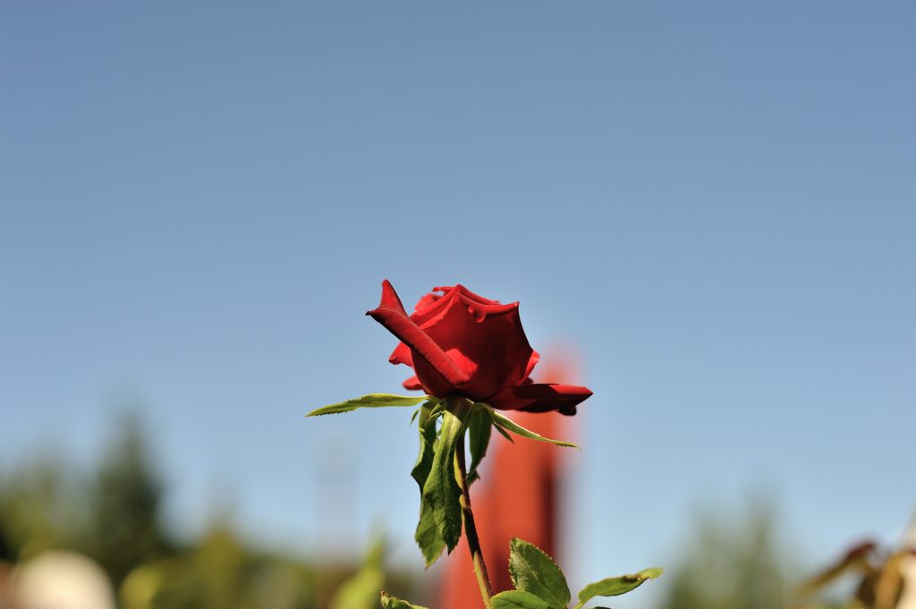 2012年10月　バラ