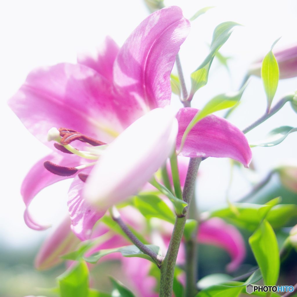2016年7月　西武庫公園