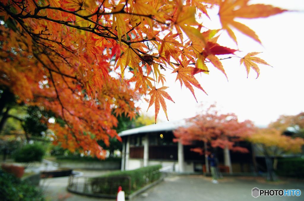 2015年12月　上坂部西公園