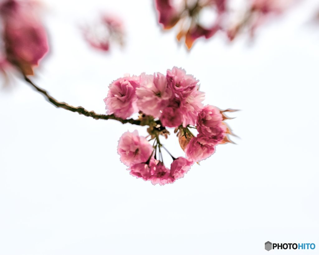 2018年4月　上坂部西公園