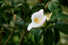 服部緑地・都市緑化植物園