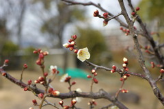 伊丹・西猪名公園