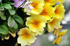 服部緑地・都市緑化植物園