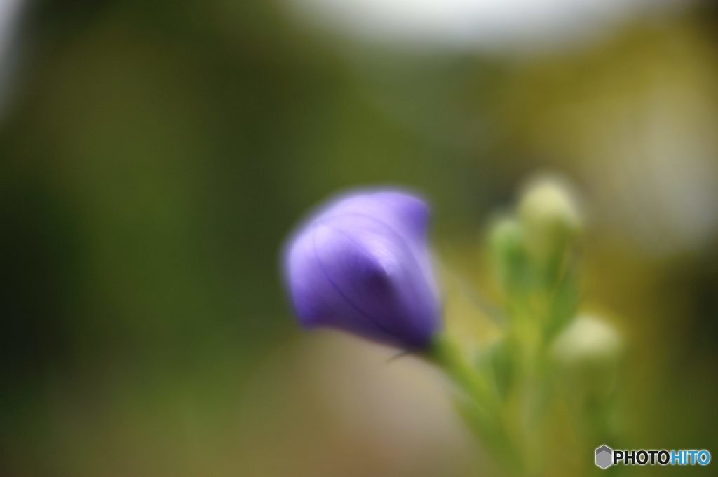 2015年7月　キキョウ