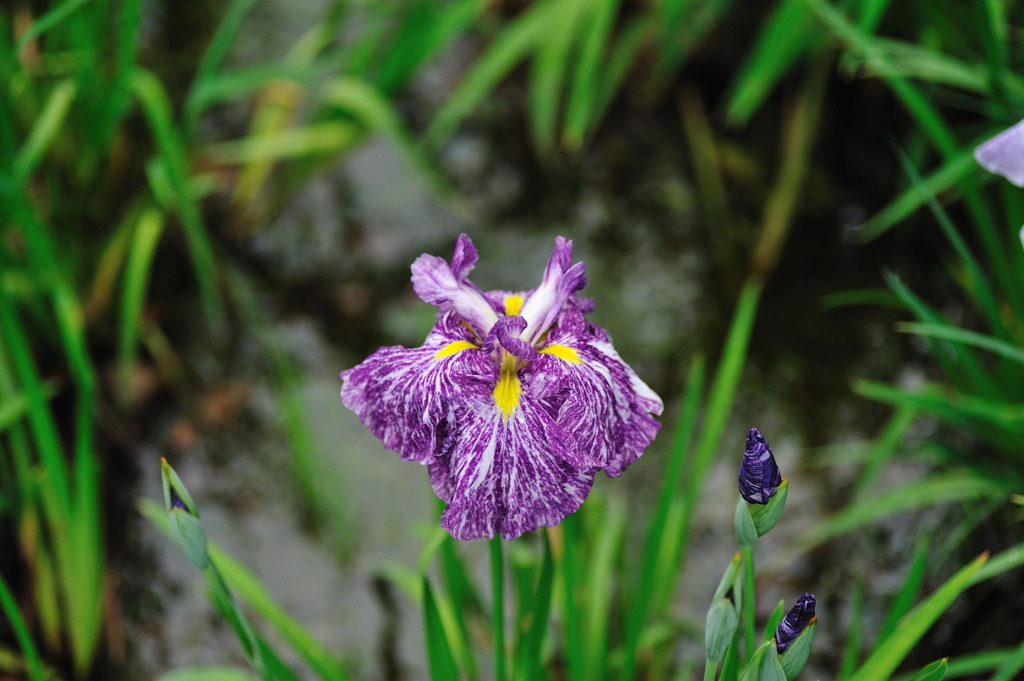花しょうぶ　D700・2