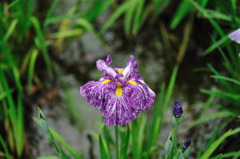 花しょうぶ　D700・2