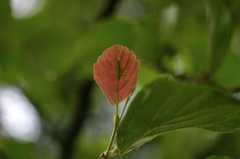 コシノンで虫～