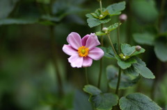 ＤＬ２、FA７７㎜